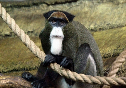 De brazza's monkey marmoset cercopithecus neglectus Photo