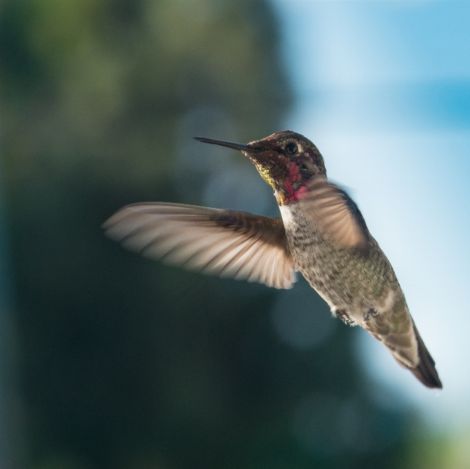 Bird hummingbird nature vertebrate