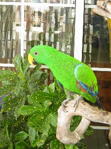 Bird green beak small Photo