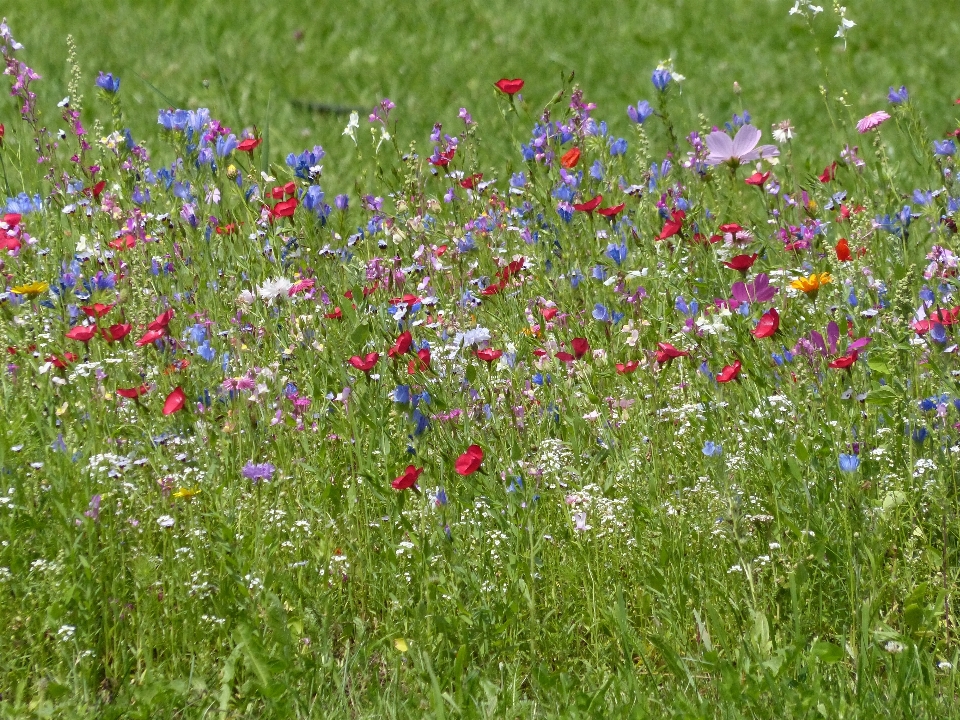 Alam rumput tanaman bidang