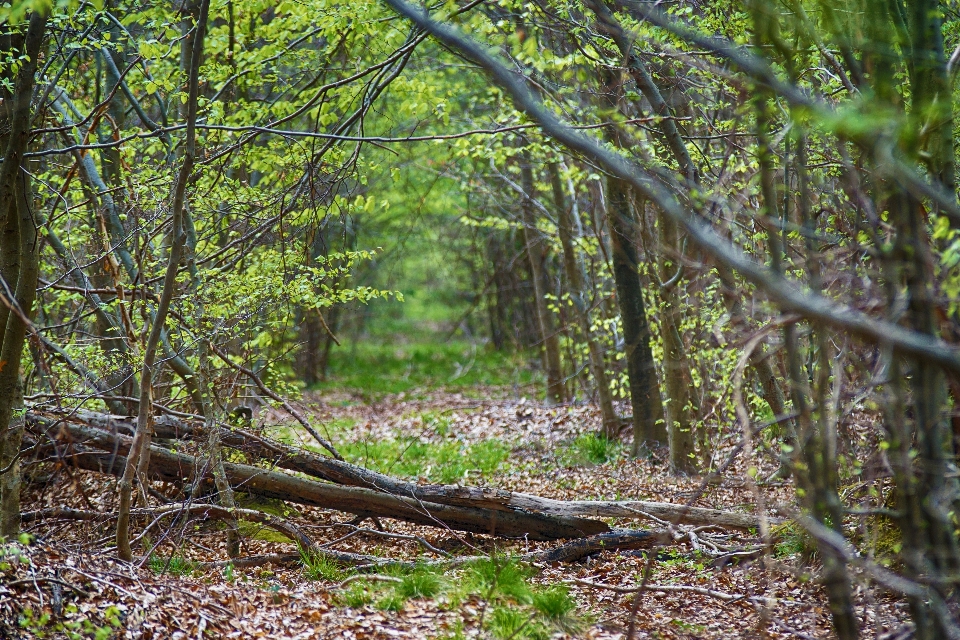 Landscape tree nature forest