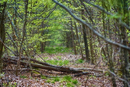 Landscape tree nature forest Photo