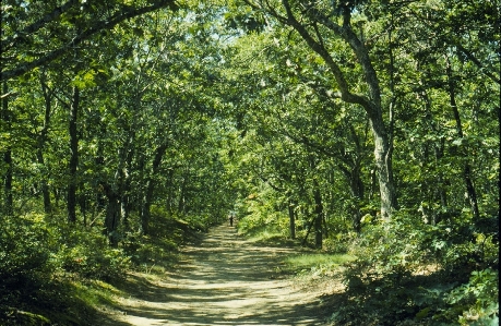 Tree forest path grass Photo