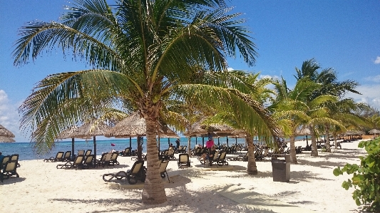 Beach coast tree plant Photo