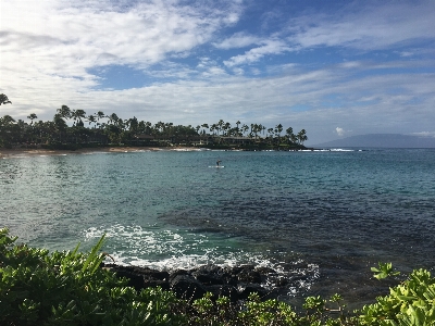 Beach sea coast tree Photo