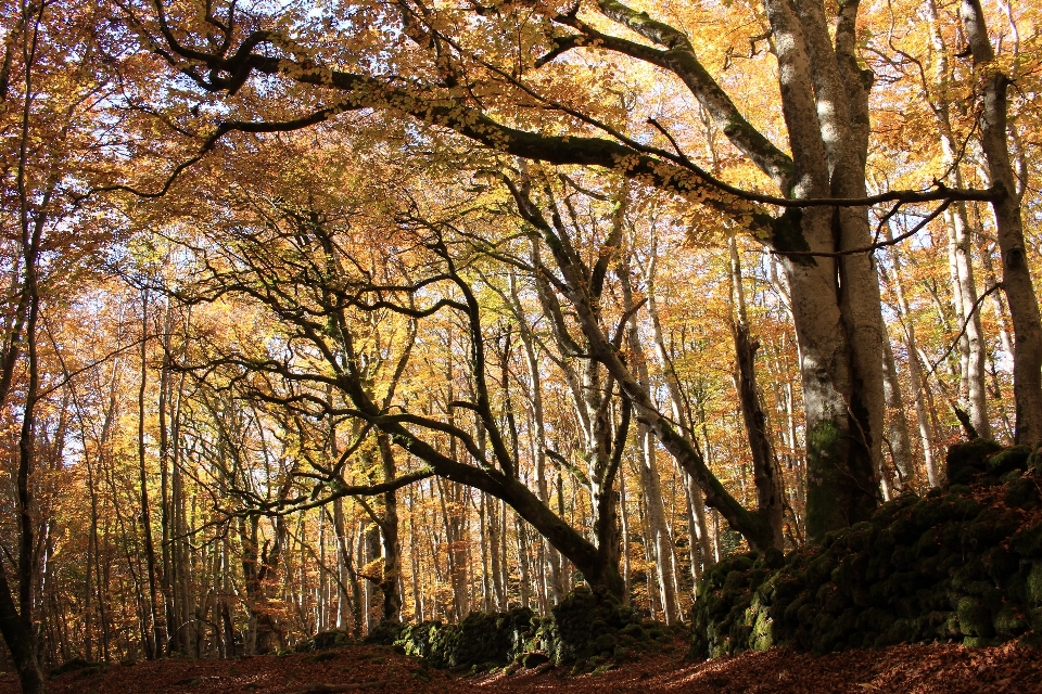 Landschaft baum natur wald