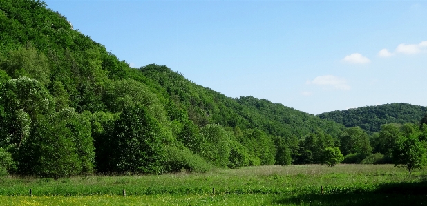 Landscape tree nature forest Photo