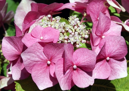 Photo Usine fleur pétale été