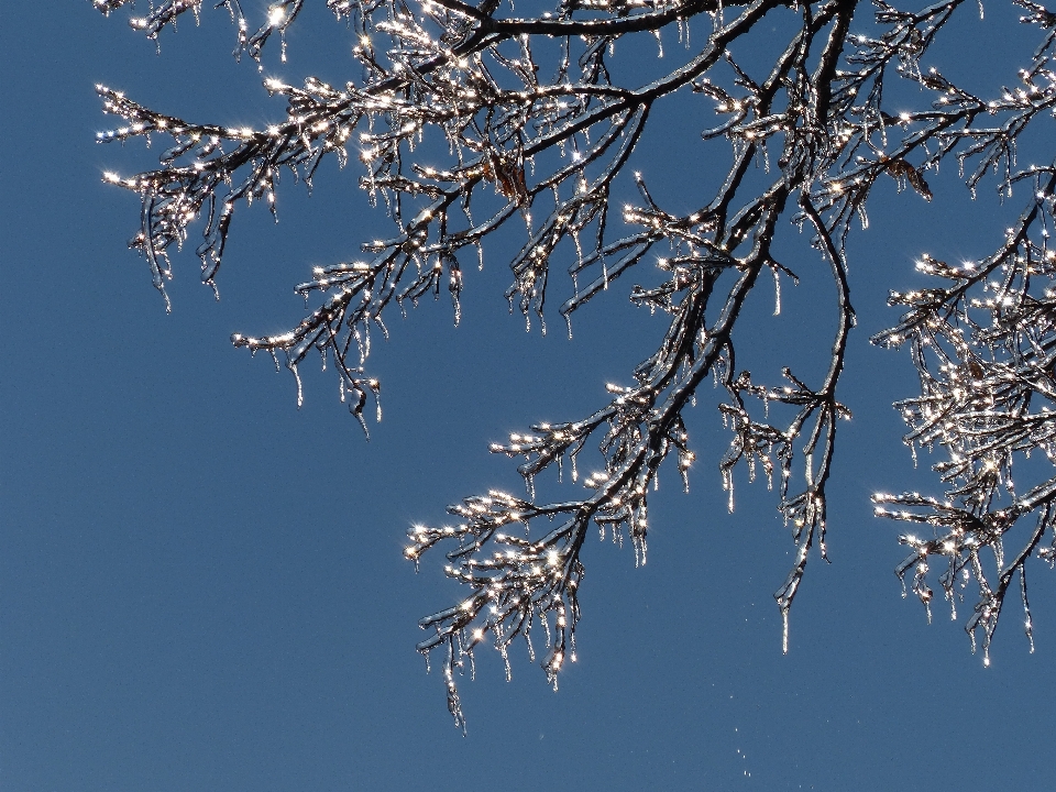 Tree water branch blossom