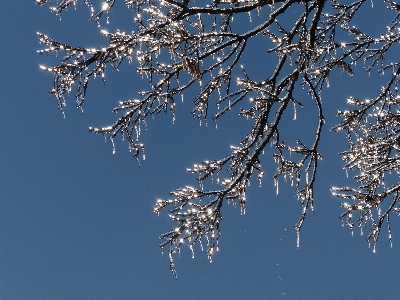 Foto Albero acqua ramo fiore