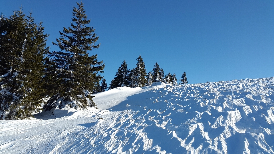 Paisaje árbol bosque montaña