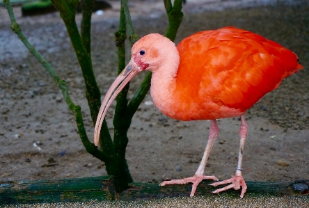 Bird beak fauna birds Photo