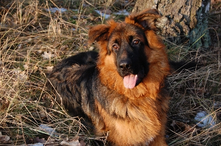 Foto Hutan rumput musim dingin anjing