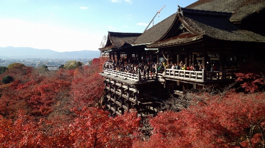 Landscape tree mountain plant Photo