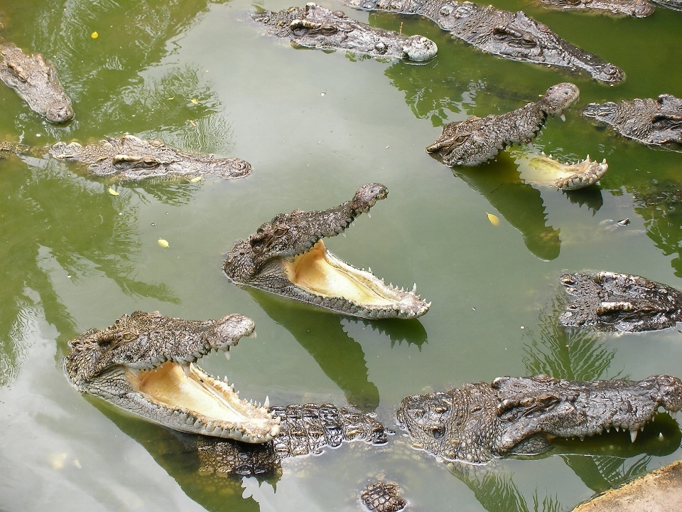 水 沼地 野生動物 爬虫類