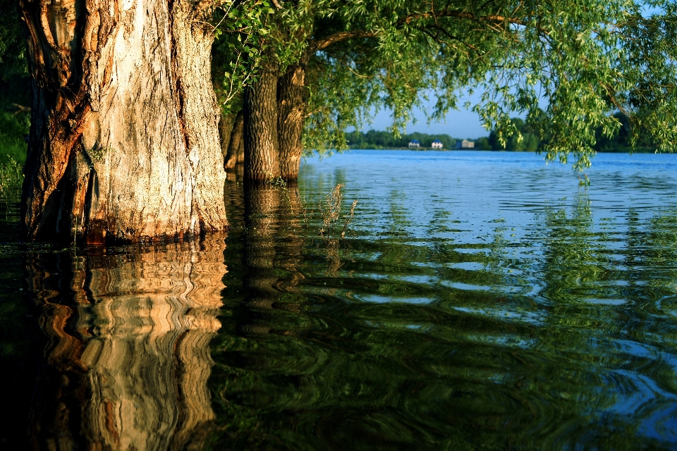 Landscape tree water nature