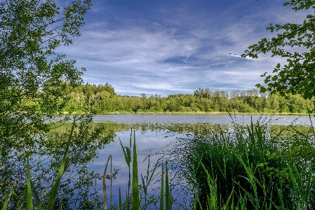 Landscape tree water nature Photo