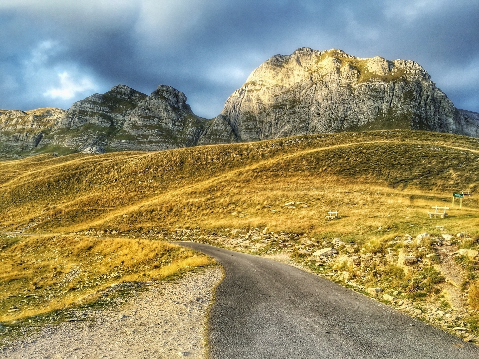 Paisagem árvore caminho grama