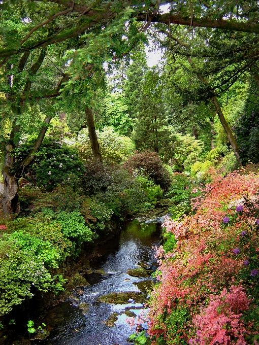 Landscape tree water nature