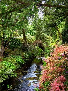 Landscape tree water nature Photo