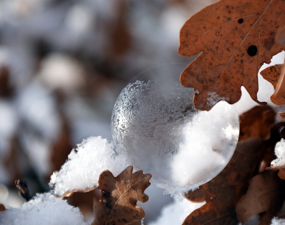 Nieve frío invierno escarcha