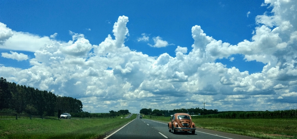 Manzara ağaç doğa yol