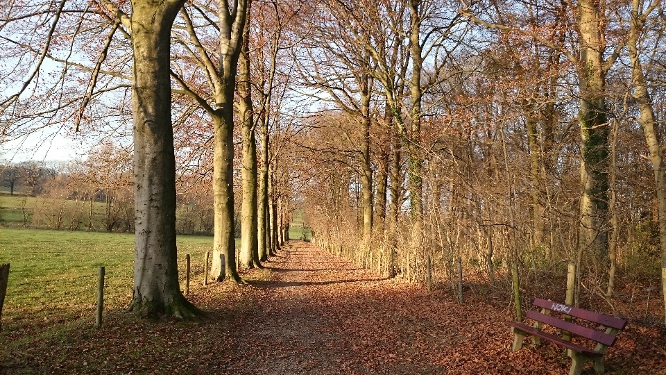 Landscape tree nature forest