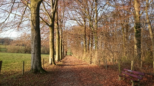 Landscape tree nature forest Photo