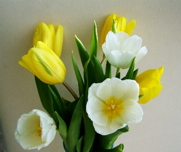 Plant flower petal tulip Photo