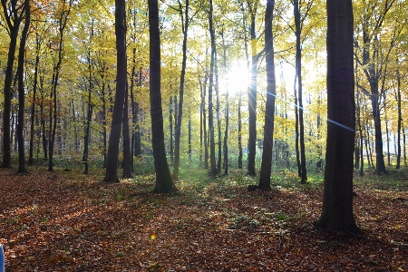 Landscape tree nature forest Photo