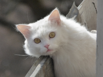 Foto Bulu kucing fauna cambang
