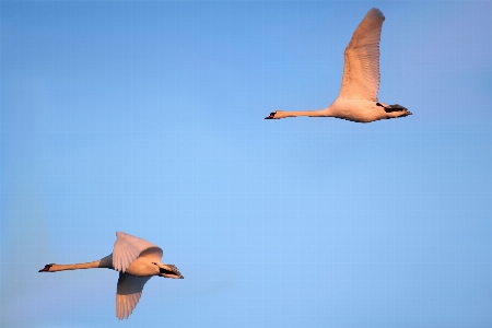 Bird wing sky seabird Photo