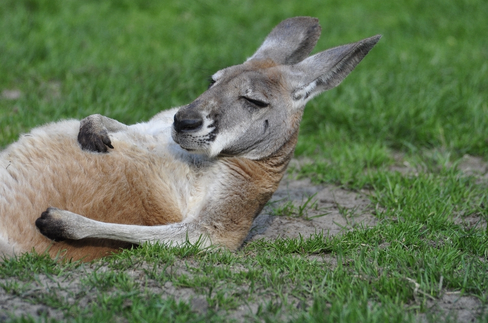 Gras prärie
 tier tierwelt