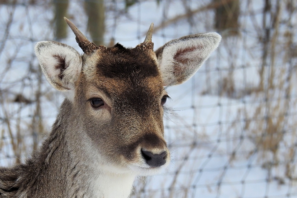 Natura śnieg zimno zima