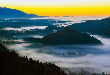 Landscape tree nature forest Photo