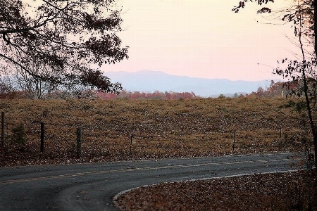 Landscape tree nature path Photo