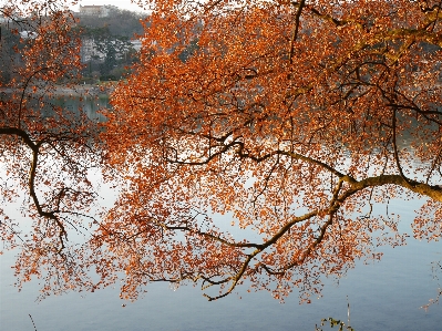 Foto árbol agua naturaleza rama