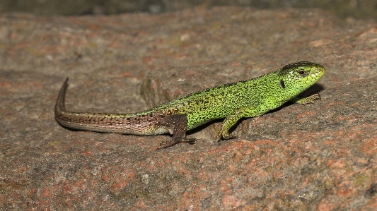 Nature animal looking male Photo