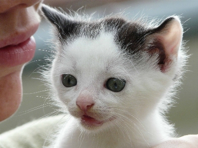 Foto Anak kucing kecil fauna