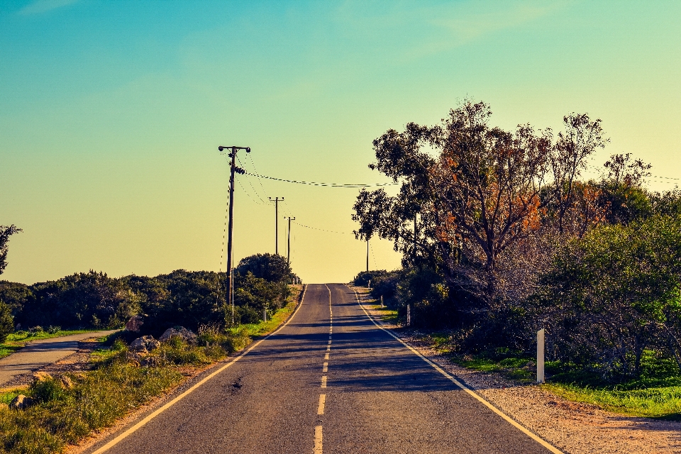 Paisagem árvore caminho grama