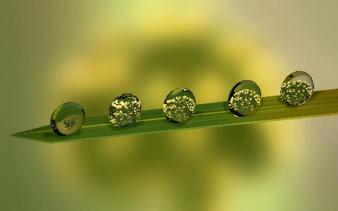 Water drop dew leaf Photo