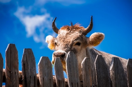 Fence sky farm animal Photo