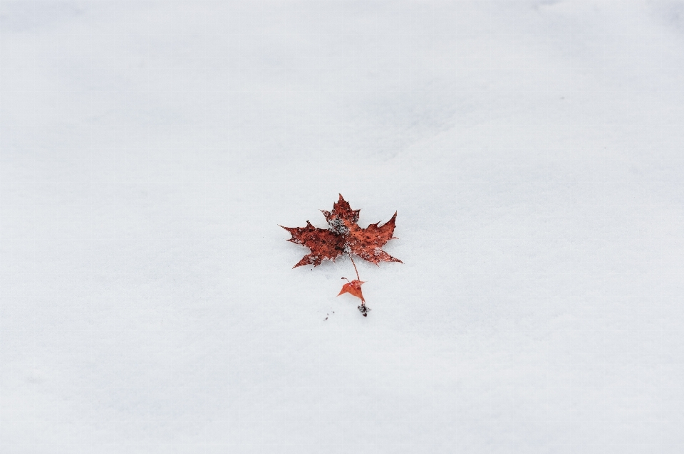 Tree snow winter plant