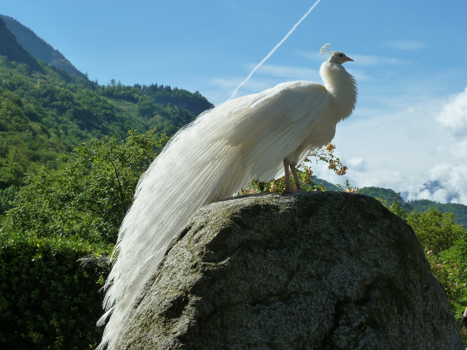 árbol naturaleza montaña pájaro