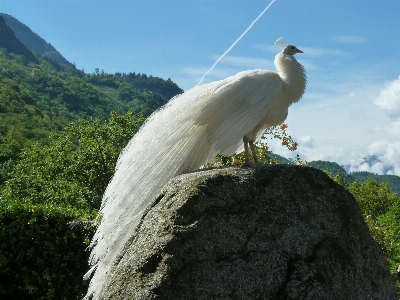 Tree nature mountain bird Photo