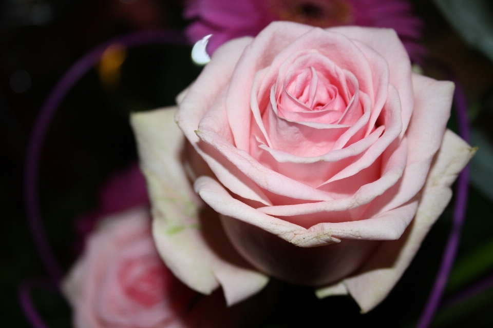 Plant flower petal bouquet