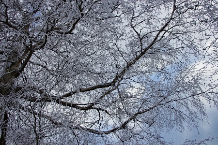 風景 木 森 ブランチ 写真