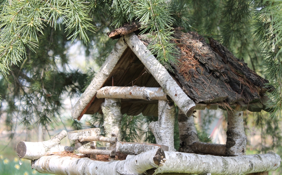 Tree nature branch plant