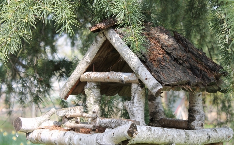 Tree nature branch plant Photo