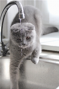 水 黒と白
 動物 毛皮 写真